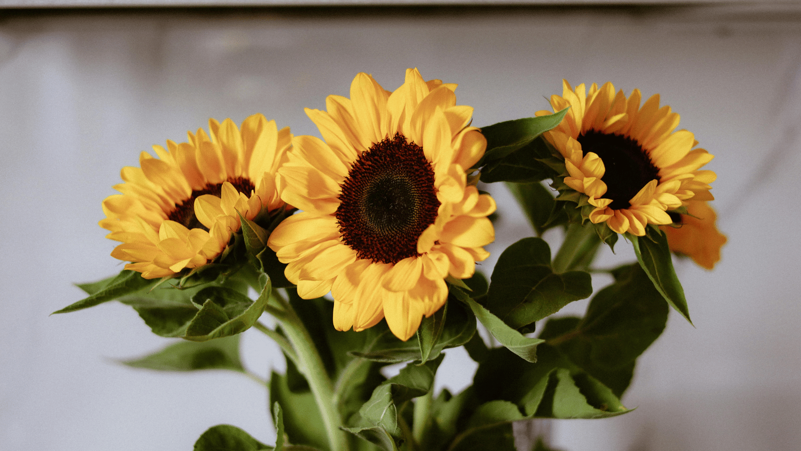 Sunflowers in Bangkok The Brightest Bouquet for July and the Perfect Gift
