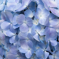 Purple & Blue
