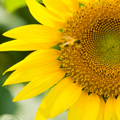 Sunflowers Collections - DP FLOWERS BANGKOK