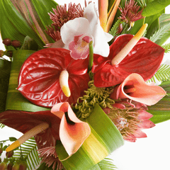 Tropicals Collections - DP FLOWERS BANGKOK