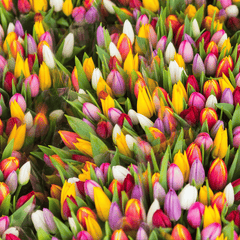Tulips Collections - DP FLOWERS BANGKOK
