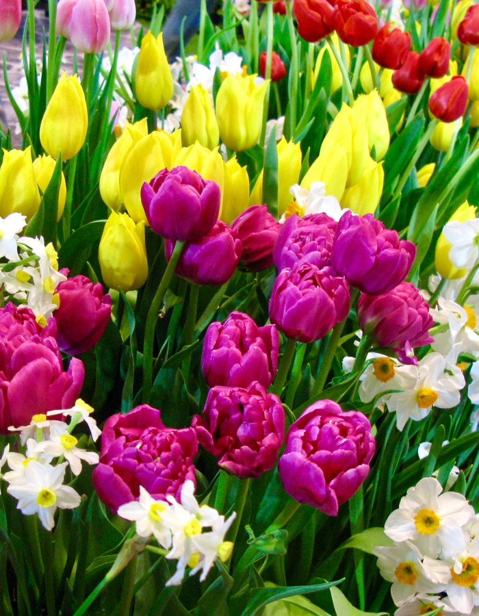 Shop Flowers by Color | Bangkok Flower Delivery by Shade | DP FLOWERS BANGKOK