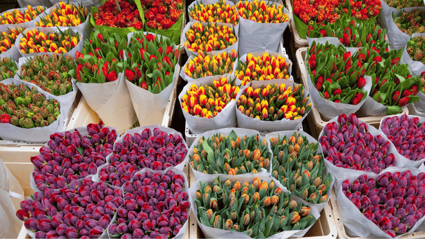 Mixed Tulips Color | DP FLOWERS BANGKOK