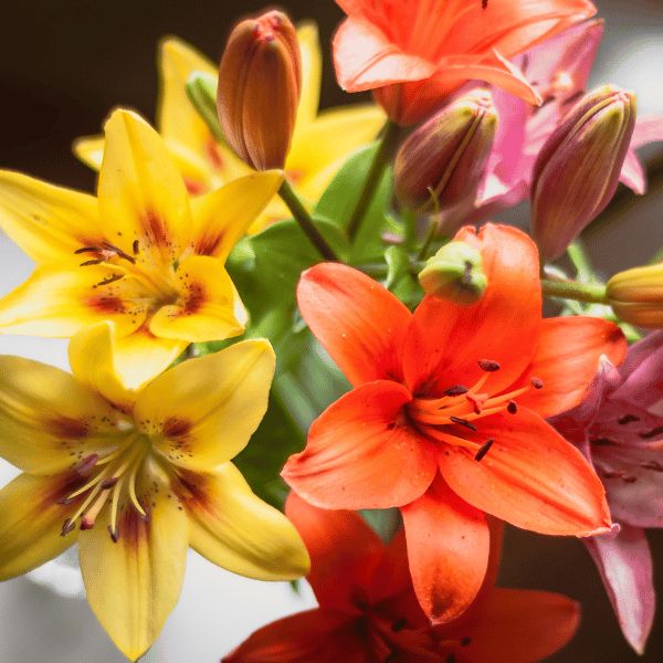 <h1>Elegant Lily Bouquets for Every Emotion</h1>