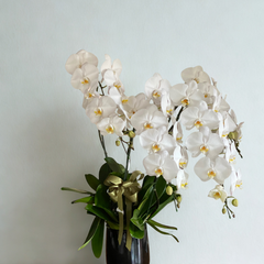 Elegant white phalaenopsis orchid arrangement with multiple stems in black ceramic vase with gold ribbon - luxury flower delivery Bangkok | DP FLOWERS BANGKOK