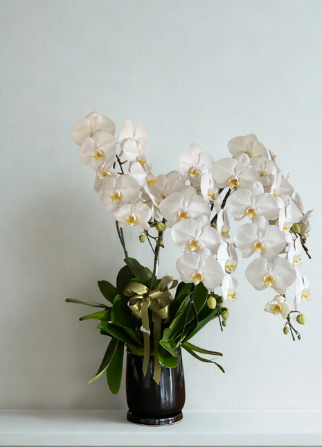 Elegant white phalaenopsis orchid arrangement with multiple stems in black ceramic vase with gold ribbon - luxury flower delivery Bangkok | DP FLOWERS BANGKOK